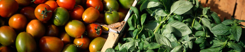 italian-farmers-market